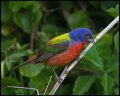 _6SB2376 painted bunting